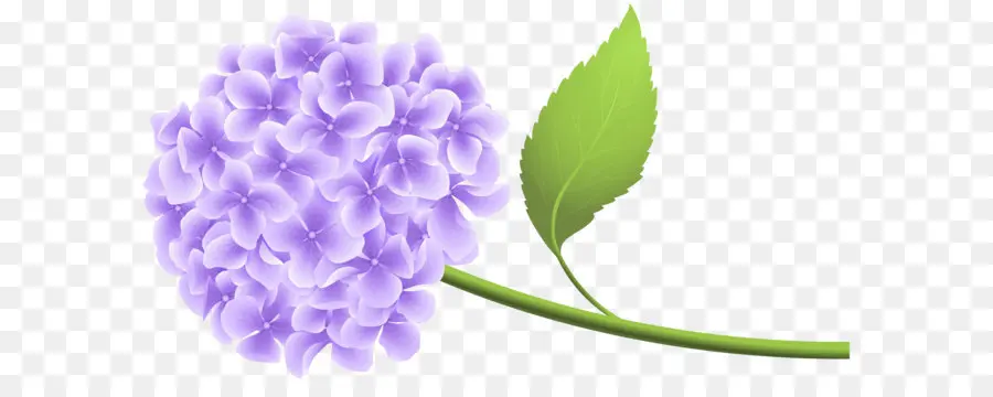 Fleur Violette，Hortensia PNG