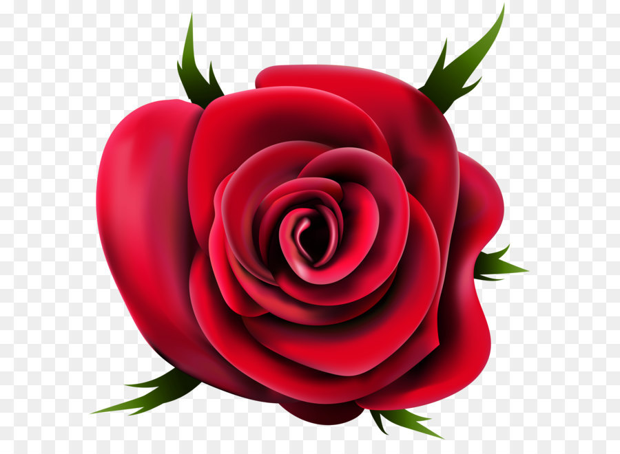  Rose  Fleur Sans Redevances PNG Rose  Fleur Sans 