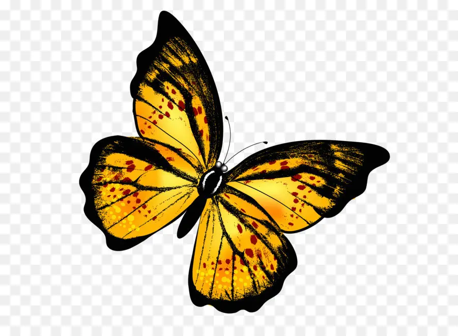 Papillon，Papillon Chien PNG