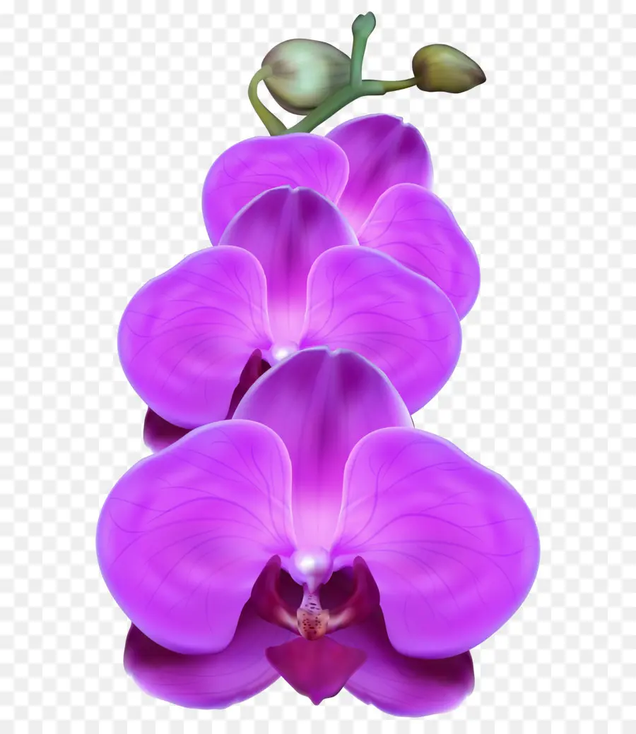 Orchidées，Fleur PNG