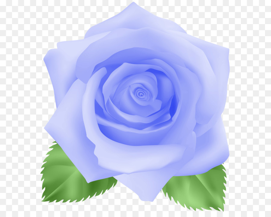 Roses De Centifolia，Violet PNG