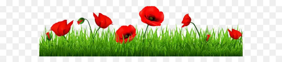 Coquelicots Rouges，Herbe PNG