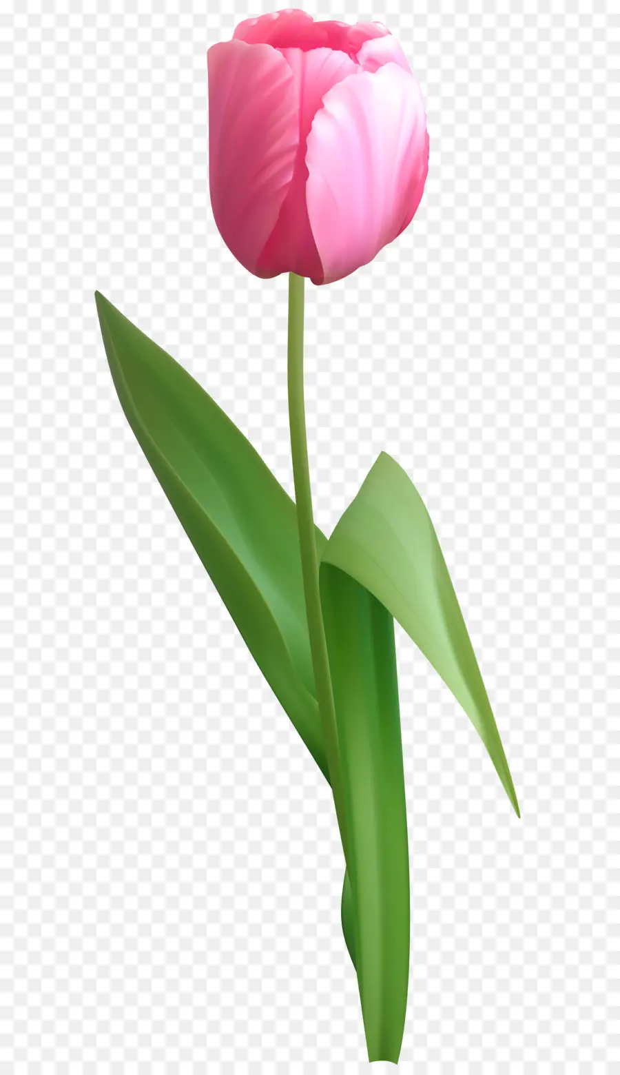 Fleur，Tulip PNG