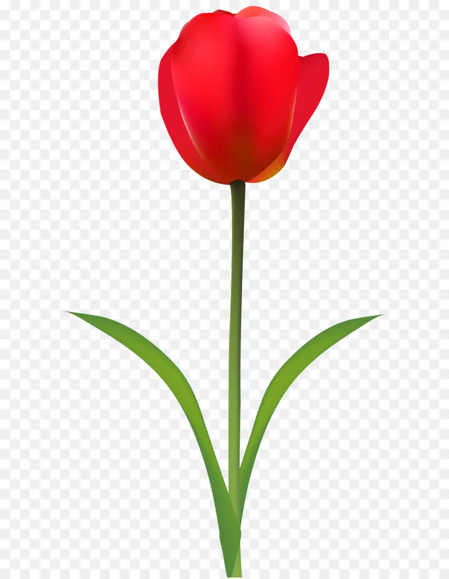 Tulip，Rouge PNG