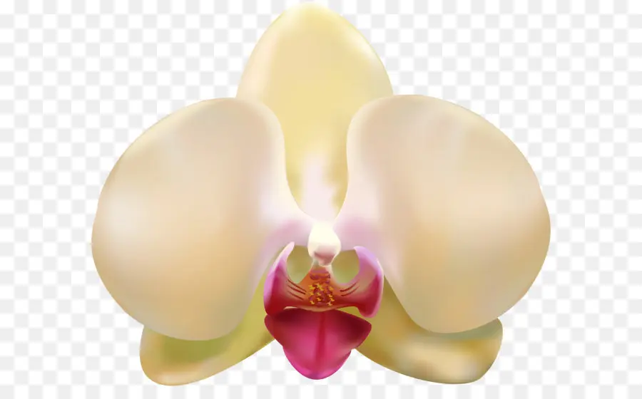 Orchidée Jaune，Orchidée PNG