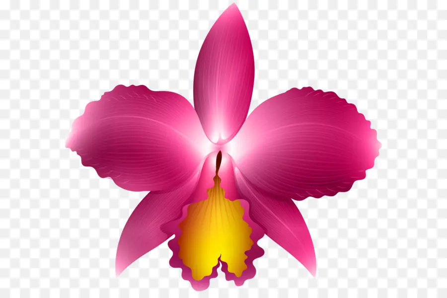 Orchidée Rose，Usine PNG