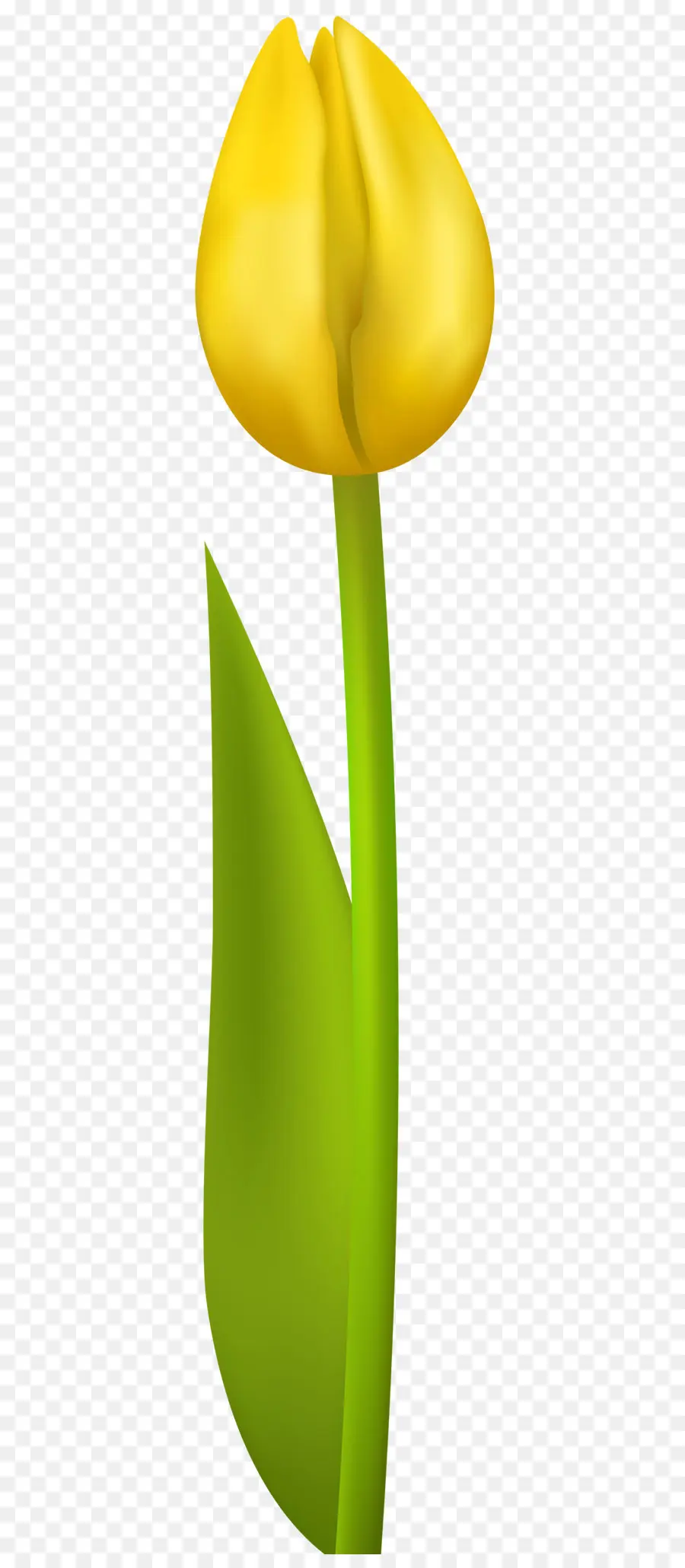 Tulipe，Jaune PNG