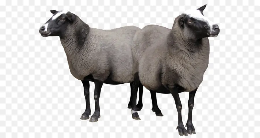 Les Moutons，Chèvre PNG