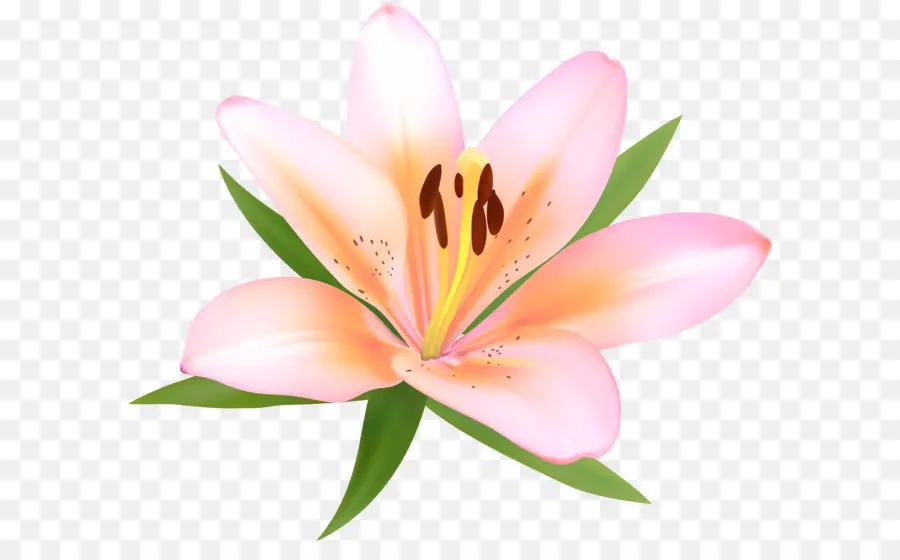 Fleur，Lily De La Incas PNG