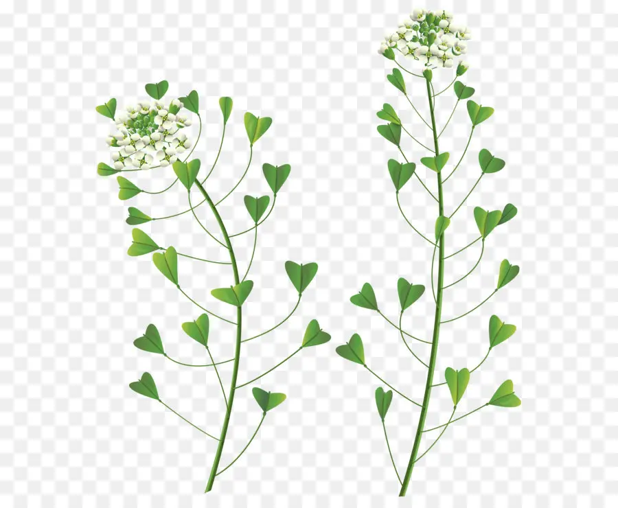 Plantes Vertes，Feuilles PNG