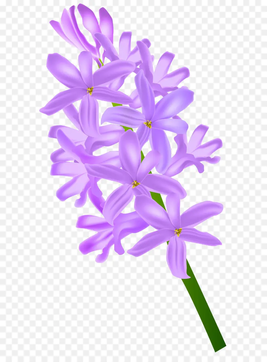 Hyacinthus Orientalis，Fleur PNG