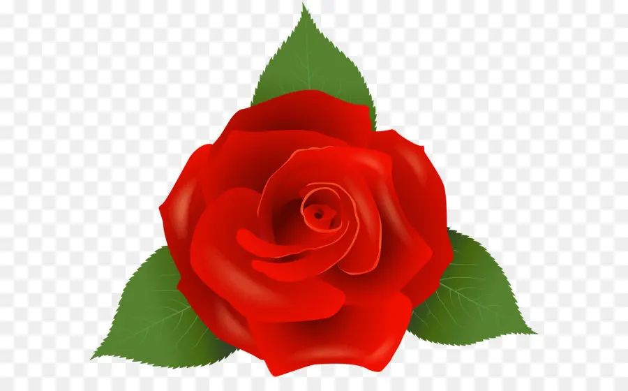 Roses De Centifolia，Rosa Gallica PNG