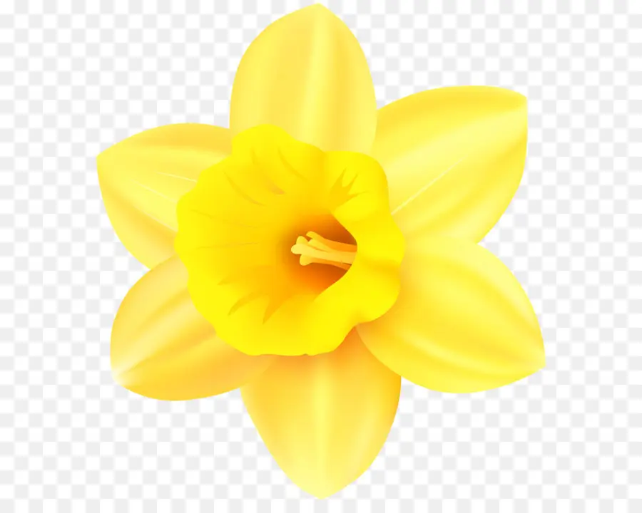 Narcisse，La Floraison Plante PNG