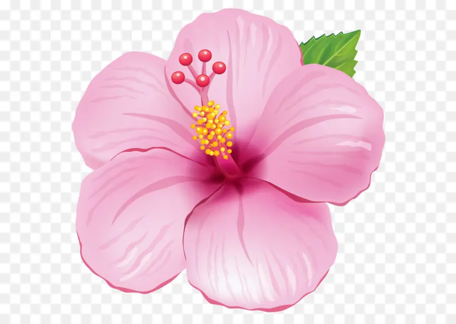 Fleur，Hibiscus PNG