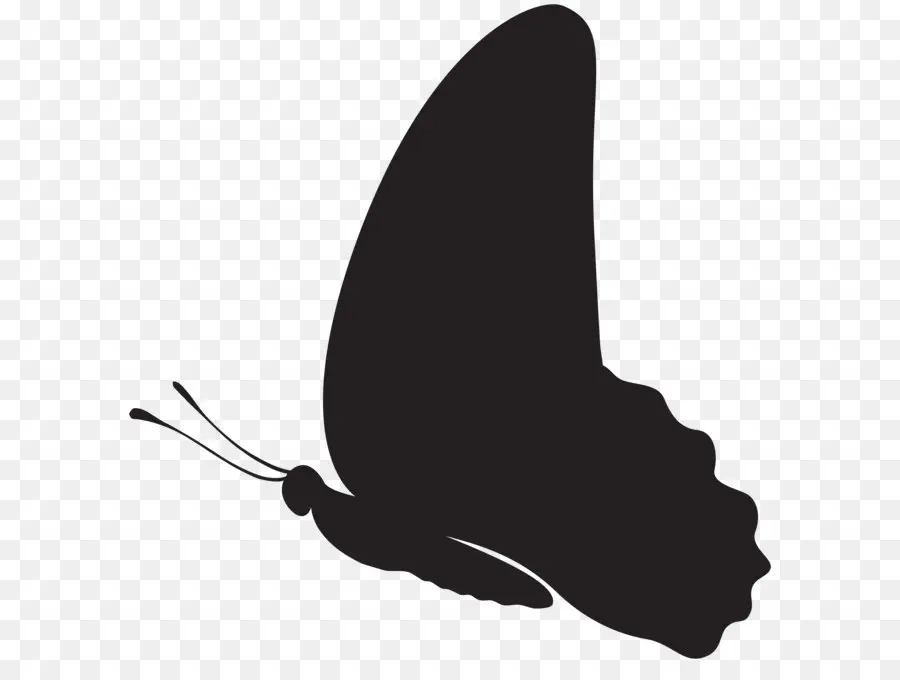 Papillon Noir，Aile PNG