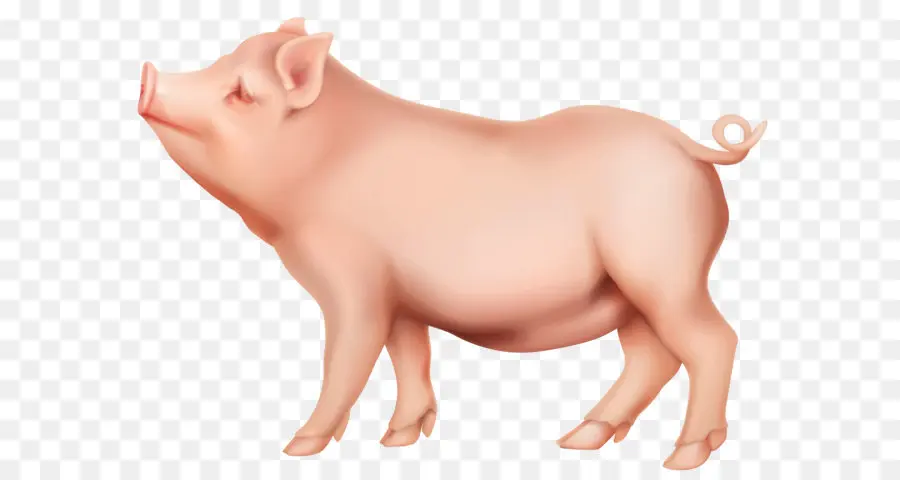 Cochon，Intérieur Cochon PNG