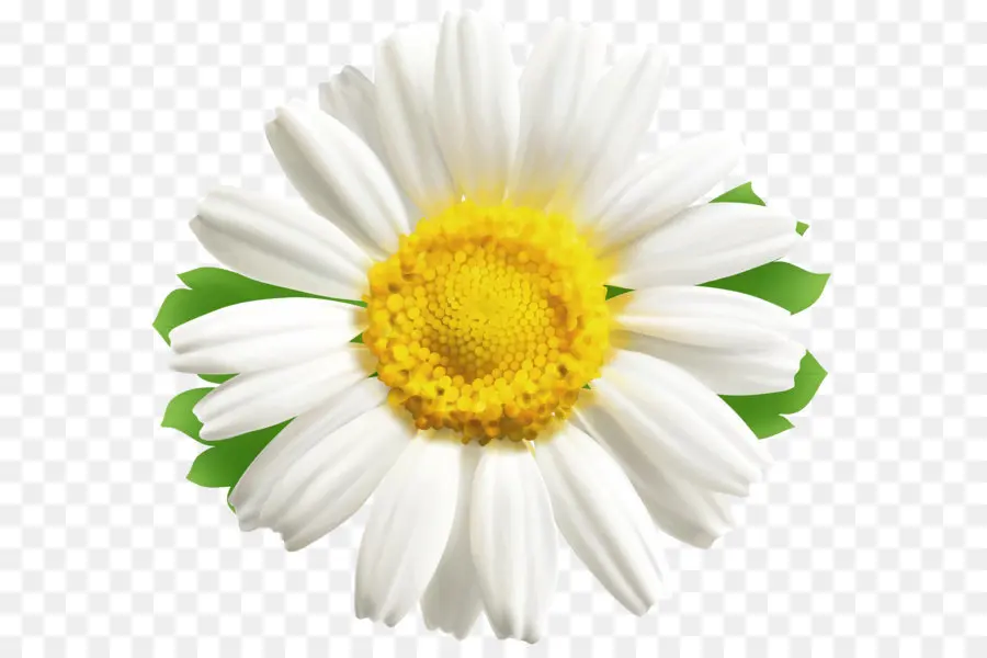 Romain De Camomille，Bouton Daisy PNG