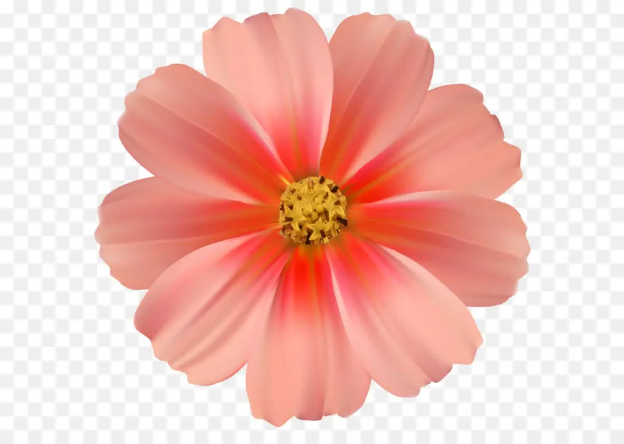 Fleur，Orange PNG