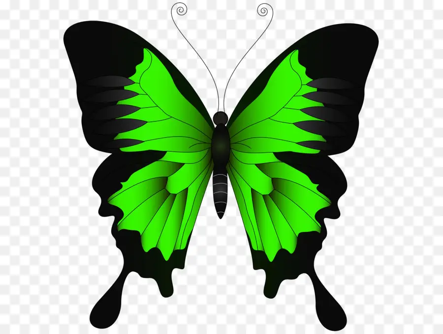 Papillon，Violet PNG