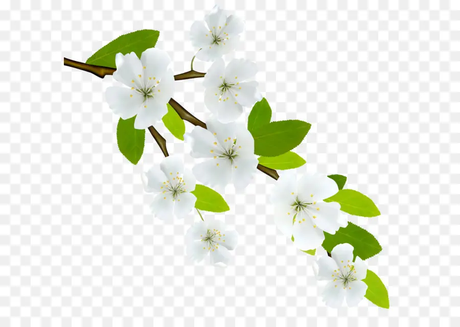 Fleurs Blanches，Bifurquer PNG