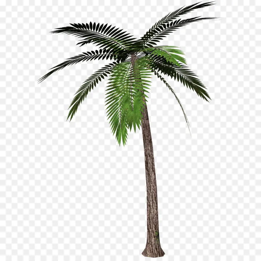 Phoenix Canariensis，Washingtonia Filifera PNG