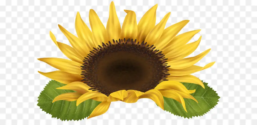 Commune De Tournesol，De Tournesol PNG