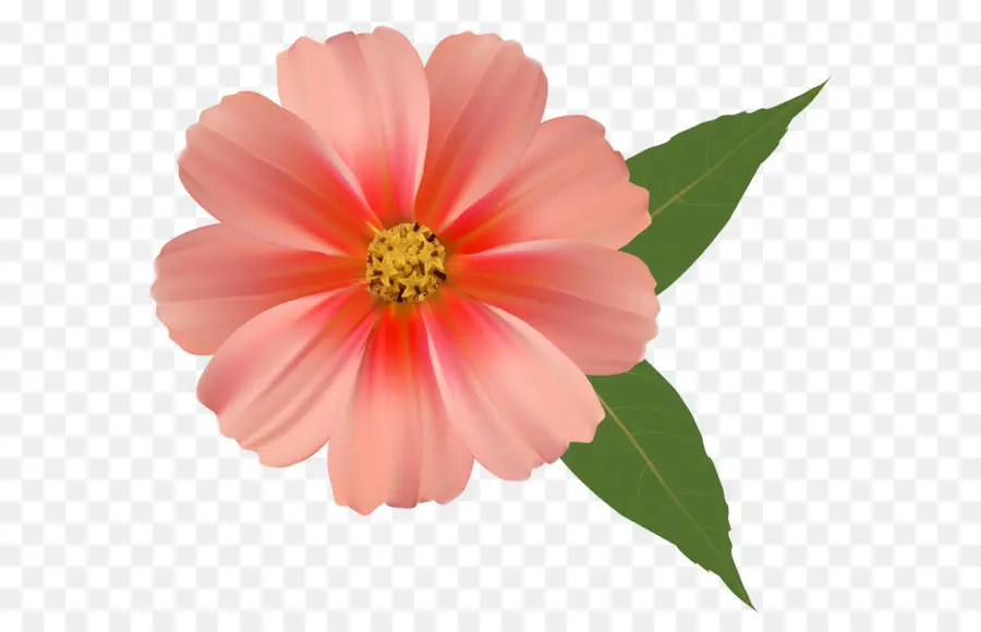 Fleur，Communes Daisy PNG