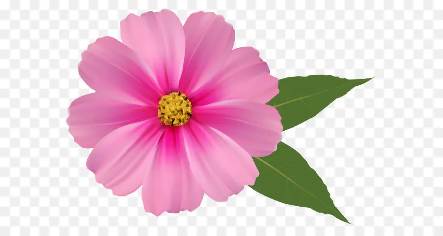 Fleur，Rose Fleurs PNG