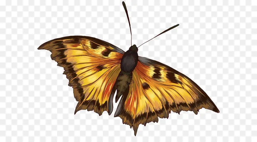 Papillon Jaune，Insecte PNG