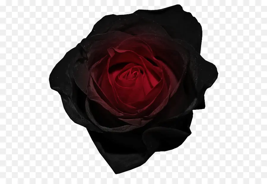 Noir Rose，Rose PNG