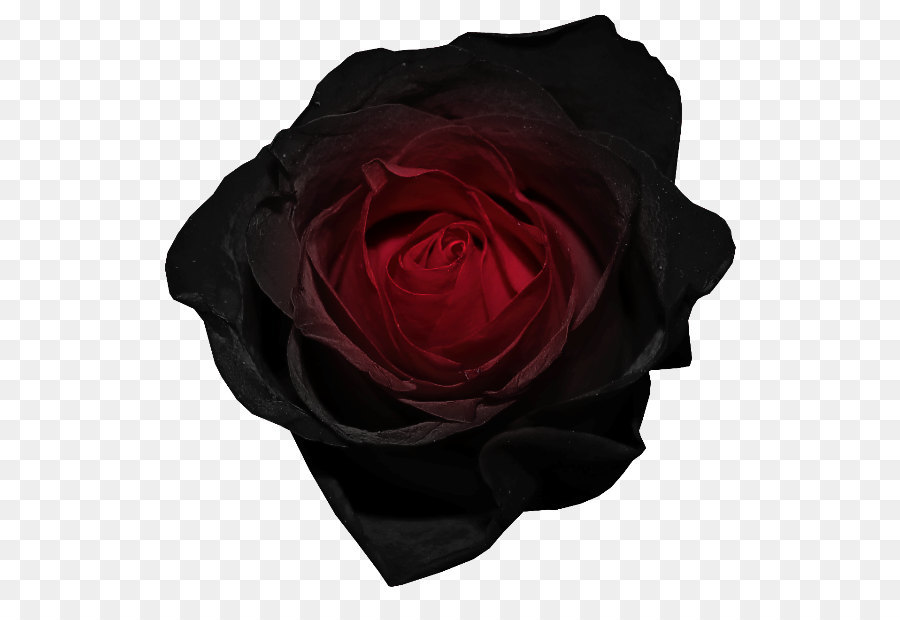 Noir Rose Rose Fleur Png Noir Rose Rose Fleur Transparentes Png Gratuit