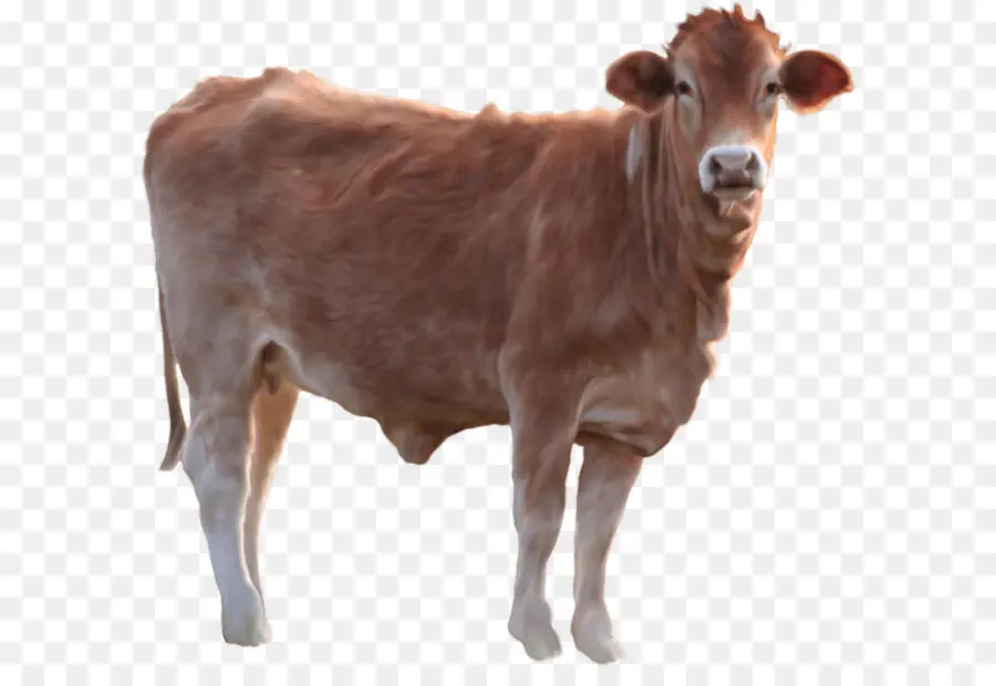 Vache Brune，Bétail PNG