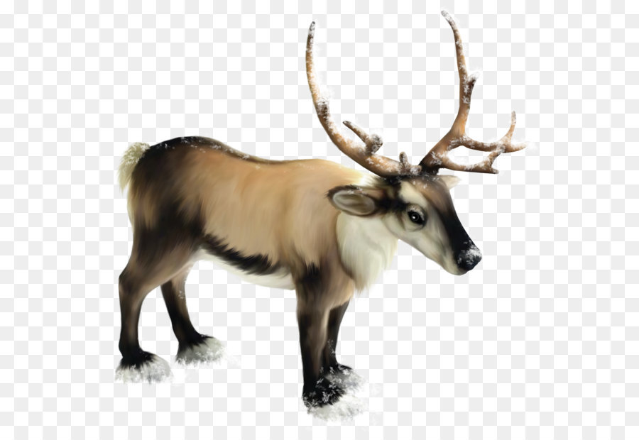 Cerf，Bois PNG