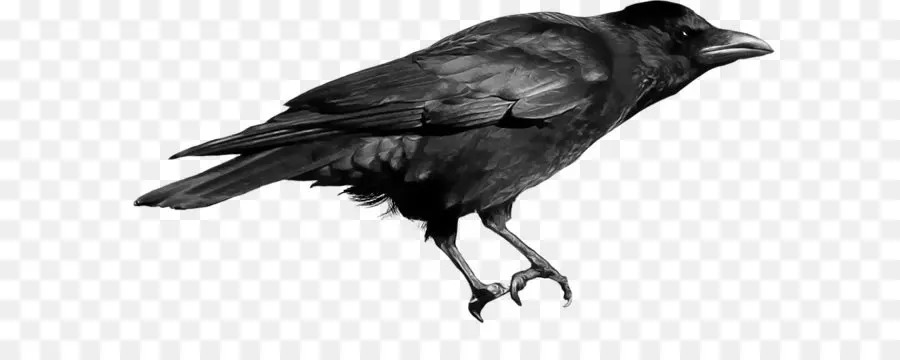 Corbeau Américain，Nouvelle Calédonie Crow PNG