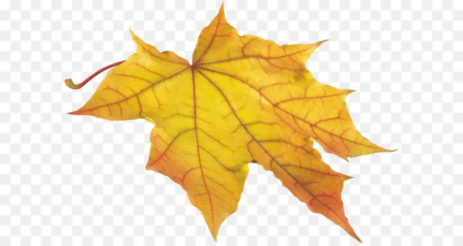 Feuilles D'automne，Feuilles PNG