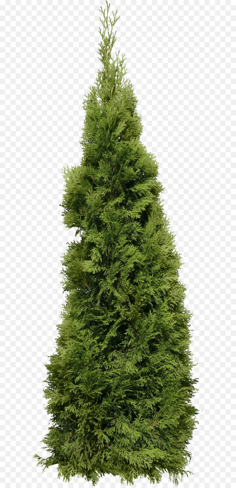 Arbre，Pin PNG