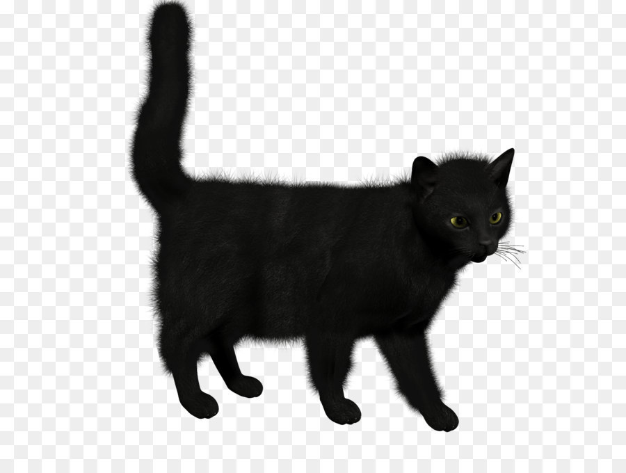 Chat Noir，Fourrure PNG