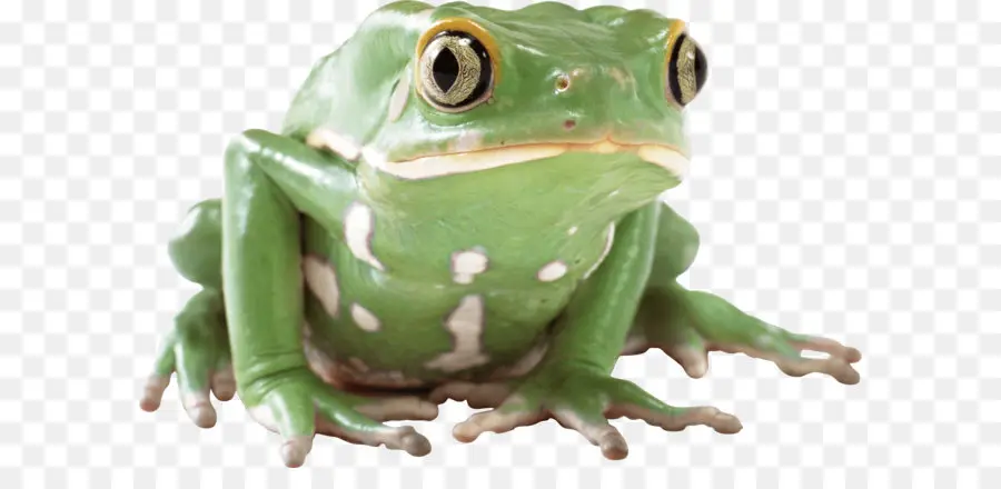 Grenouille Verte，Grenouille PNG