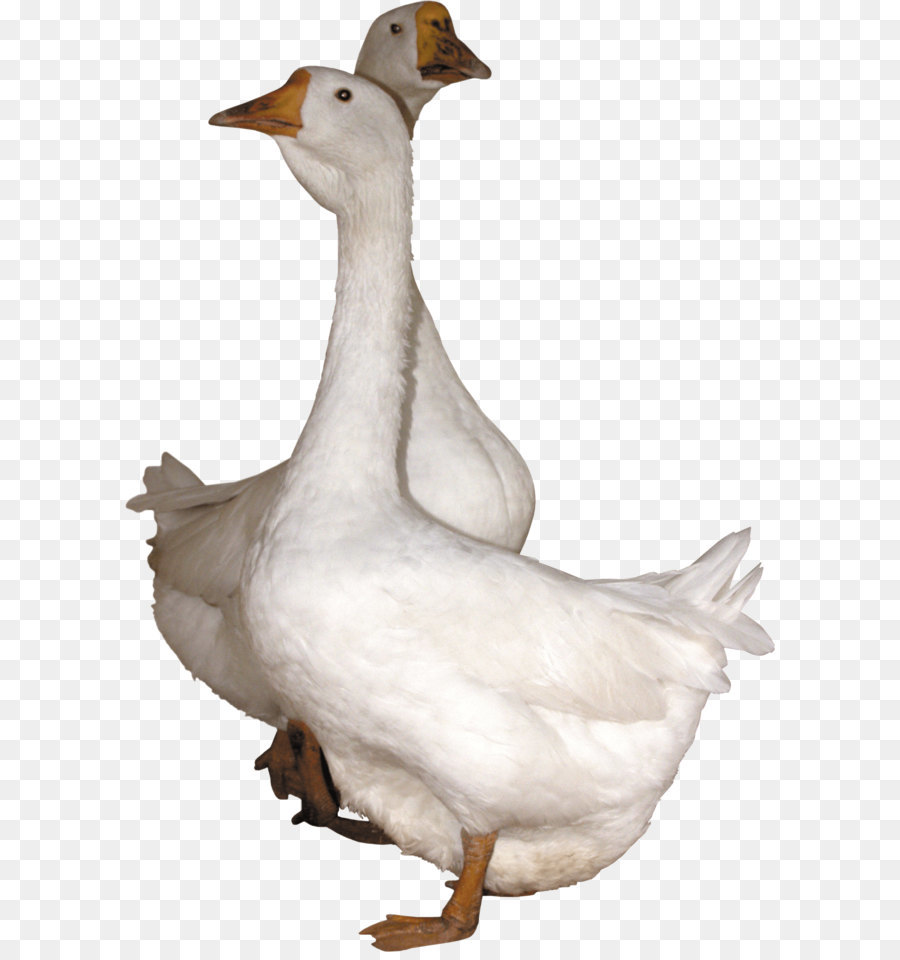 Oie，Canard PNG