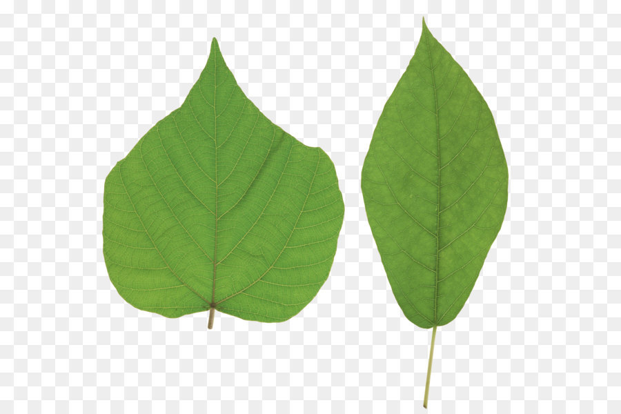 Feuilles De Lierre，Vert PNG