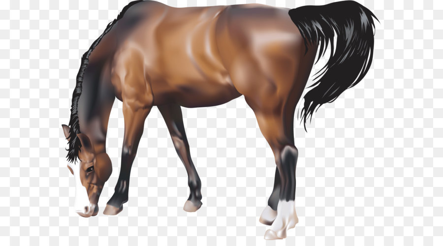 Cheval Photorealisme Sans Redevances Png Cheval Photorealisme Sans Redevances Transparentes Png Gratuit