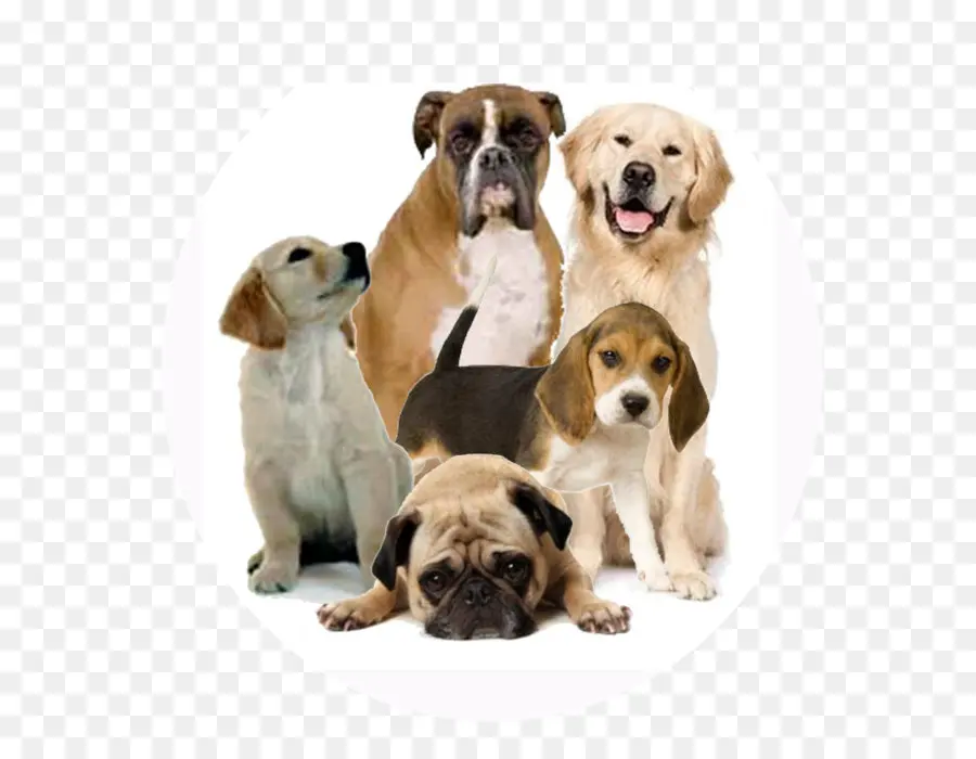 Chiens，Animaux De Compagnie PNG