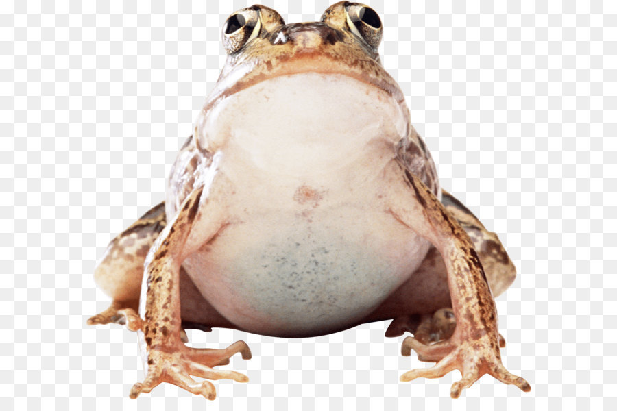 Grenouille，Amphibie PNG