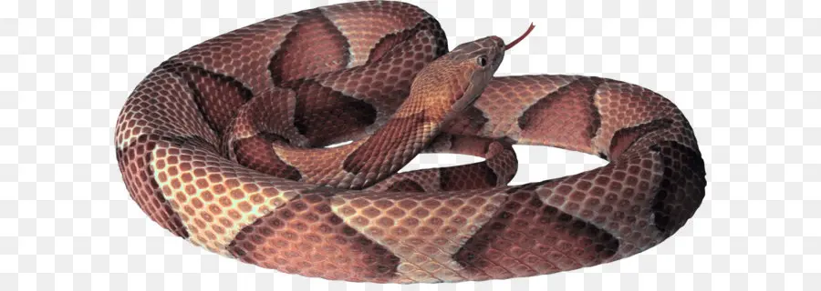 Serpent，Communes Jarretelles Serpent PNG