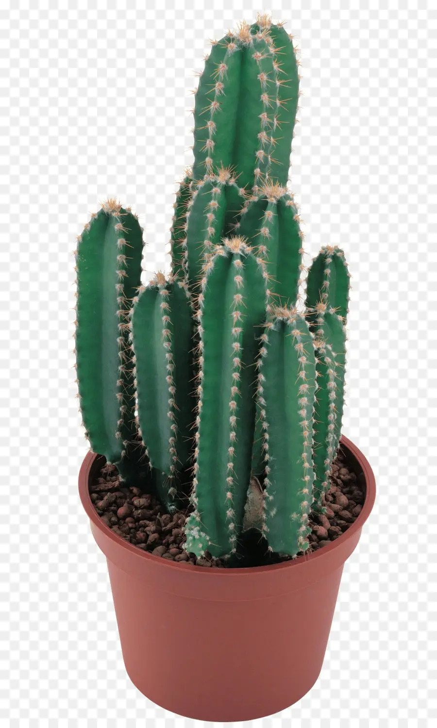 Cactus，Succulent PNG