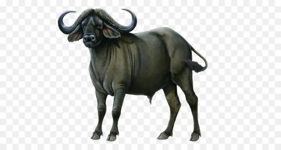 Buffle，Bovine PNG