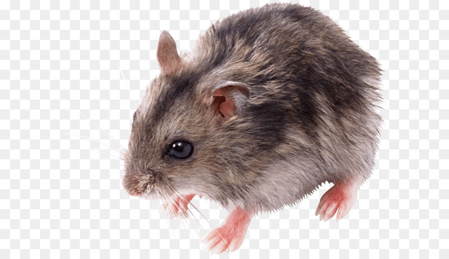 Souris，Rongeur PNG