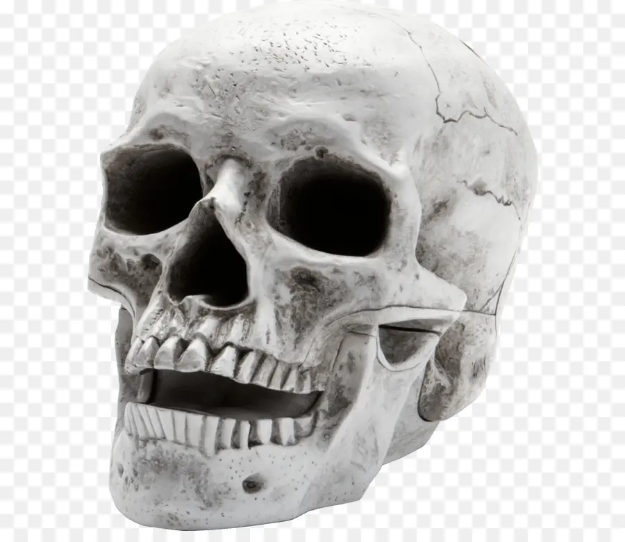 L Homme Squelette，Crâne PNG