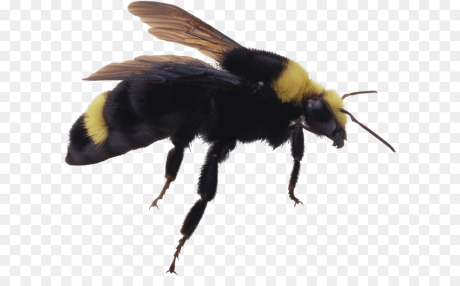 Abeille，Vol PNG