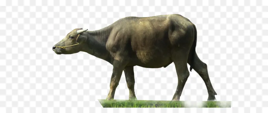 Buffalo，De L Eau Buffalo PNG